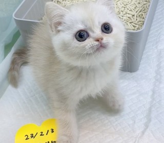 브리티쉬숏 분양