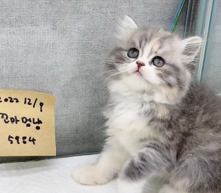 브리티쉬숏 분양