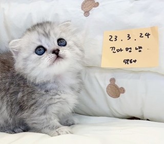 기타 분양