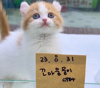 기타 분양