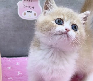 브리티쉬숏 분양