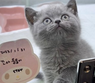 브리티쉬숏 분양