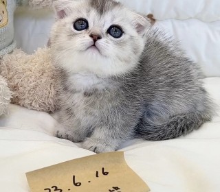 기타 분양