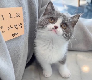 브리티쉬숏 분양