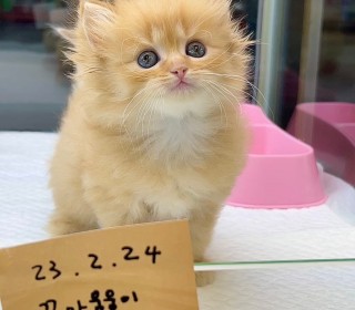 브리티쉬숏 분양