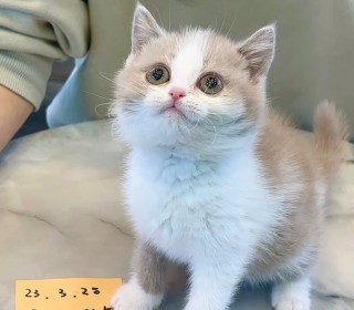 브리티쉬숏 분양