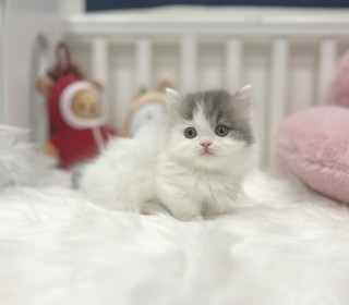 기타 분양