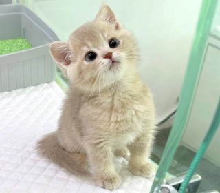 기타 분양
