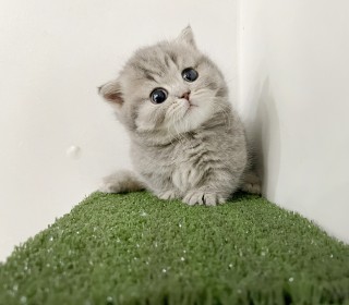 기타 분양