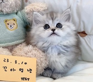 기타 분양
