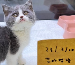 브리티쉬숏 분양