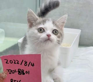 브리티쉬숏 분양
