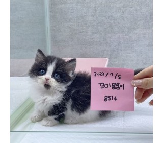기타 분양