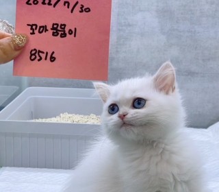 브리티쉬숏 분양