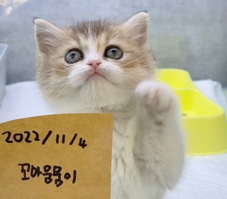 브리티쉬숏 분양