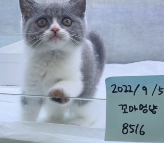 브리티쉬숏 분양