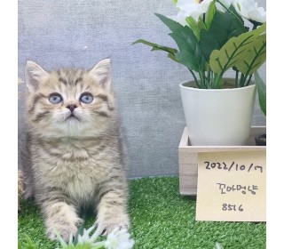 브리티쉬숏 분양