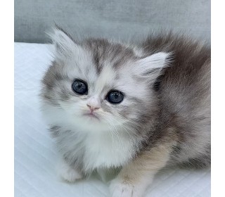 브리티쉬숏 분양