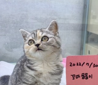 브리티쉬숏 분양