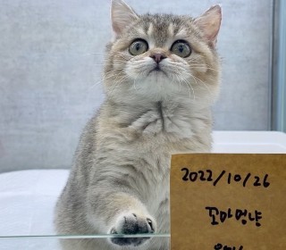 브리티쉬숏 분양