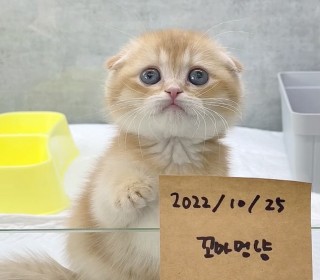 스코티쉬 폴드 분양
