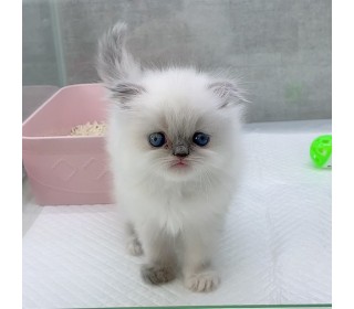 스코티쉬 폴드 분양