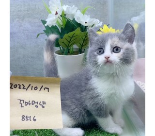 브리티쉬숏 분양