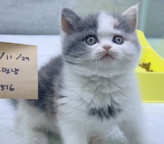 브리티쉬숏 분양