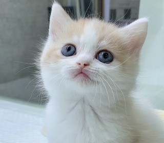 브리티쉬숏 분양