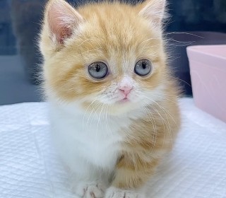 기타 분양