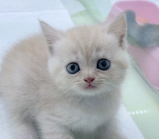 브리티쉬숏 분양