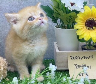 브리티쉬숏 분양