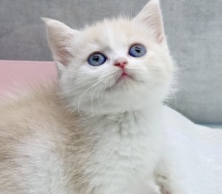 브리티쉬숏 분양