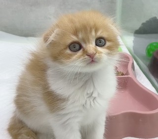 스코티쉬 폴드 분양