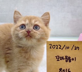 브리티쉬숏 분양