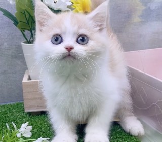 브리티쉬숏 분양