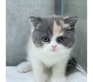 브리티쉬숏 분양