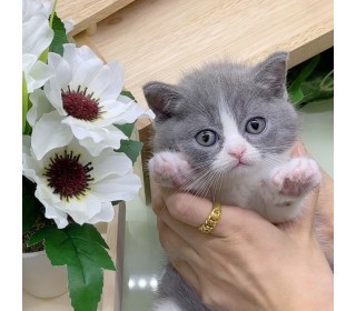 브리티쉬숏 분양