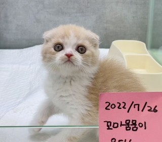 스코티쉬 폴드 분양