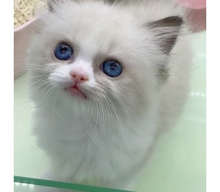 렉돌 분양