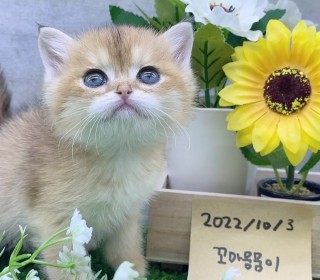 브리티쉬숏 분양