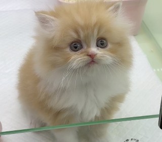 페르시안 분양