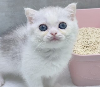 브리티쉬숏 분양