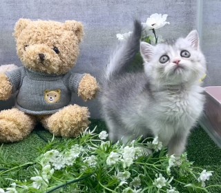 브리티쉬숏 분양