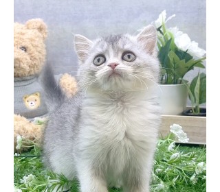 브리티쉬숏 분양