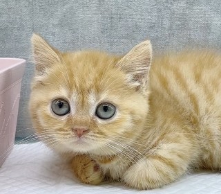 브리티쉬숏 분양