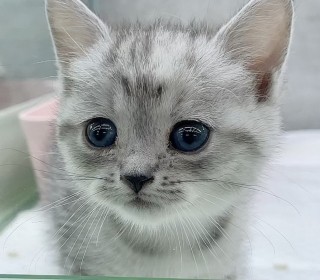 브리티쉬숏 분양
