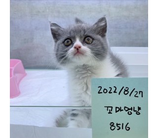 브리티쉬숏 분양