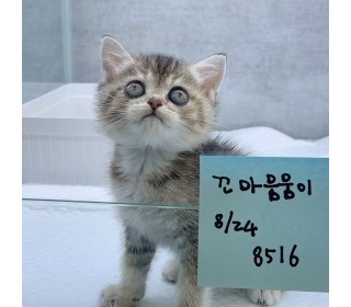 브리티쉬숏 분양