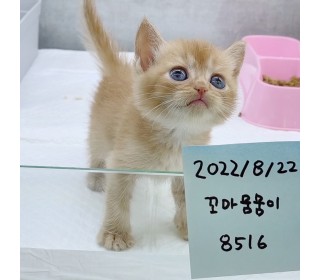 브리티쉬숏 분양